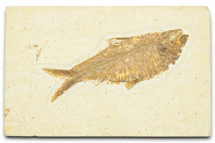 Detailed Fossil Fish (Knightia) - Wyoming #329590